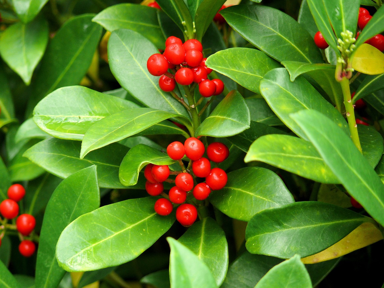 Buisson de Houx américain luxuriant avec des grappes de baies rouge vif nichées parmi des feuilles vertes brillantes.