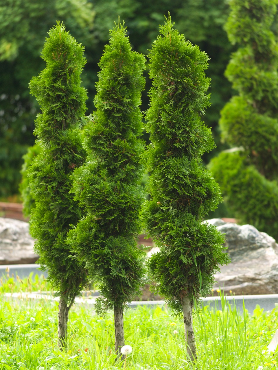 Trois arbres élancés d'Arborvitae se tenant droits avec un feuillage dense, vert foncé dans un paysage herbeux luxuriant.