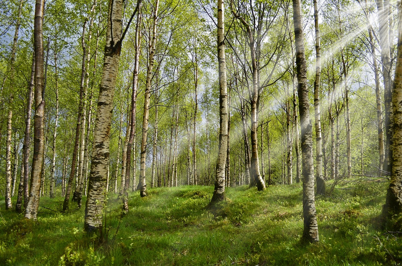 Lumière du soleil filtrant à travers une forêt de bouleaux sereine, mettant en évidence l'écorce blanche et les feuilles vertes fraîches des arbres.