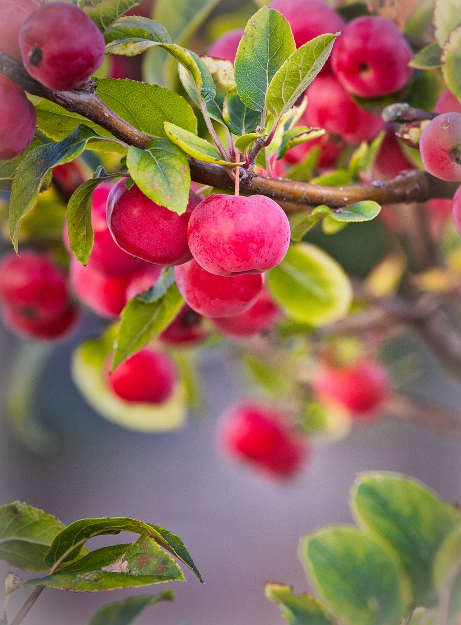 Branches d'un pommier sauvage chargées de fruits ronds et mûrs dans diverses nuances de rouge et de rose sur un fond doux.