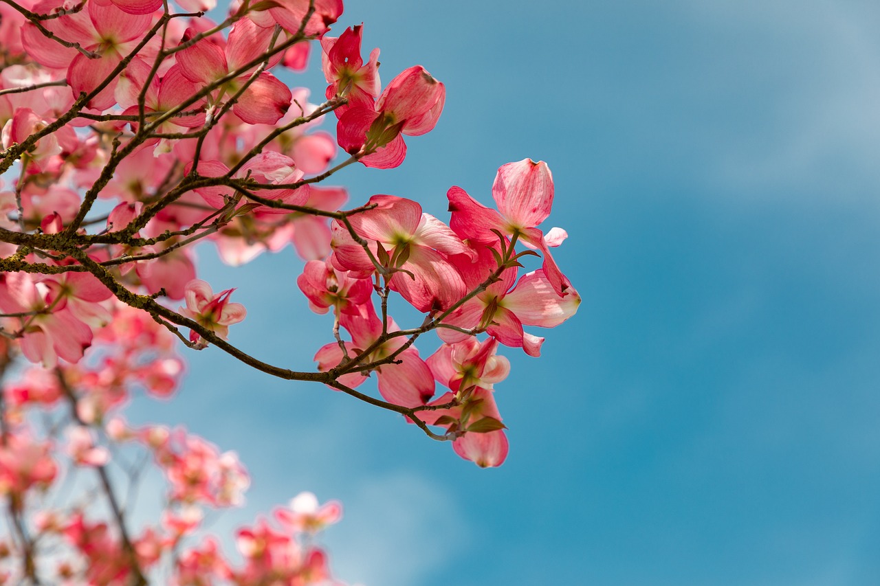 Des fleurs de cornouiller rose vif avec quatre pétales distincts chacune, rayonnant sur fond de ciel bleu, attachées à des branches avec des feuilles vertes.