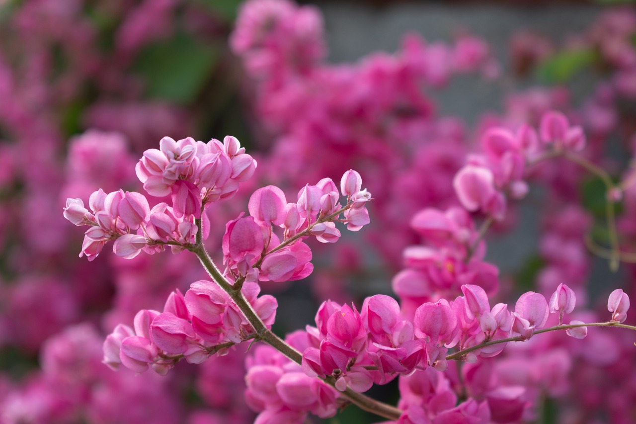 Des grappes de fleurs vibrantes roses de Cercis canadiensis en pleine floraison, avec des pétales serrés le long des branches.