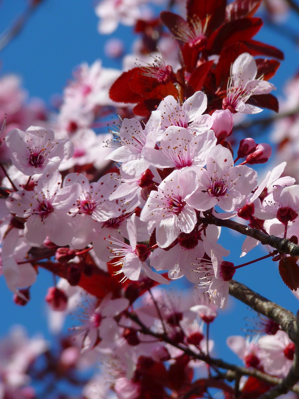 Une vue rapprochée de fleurs de cerisier en fleurs avec des pétales roses délicats et des étamines proéminentes sur fond de ciel bleu profond.