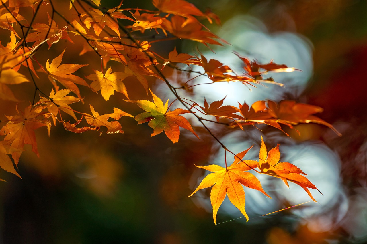 Feuilles éclatantes d'érable japonais affichant un dégradé de couleurs automnales du jaune doré au orange profond, illuminées par la lumière du soleil.