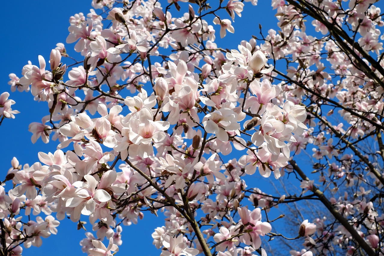 Des fleurs de magnolia rose vif en pleine floraison contre un ciel bleu clair, avec de larges pétales ouverts vers le soleil, mettant en valeur la beauté printanière de l'arbre.