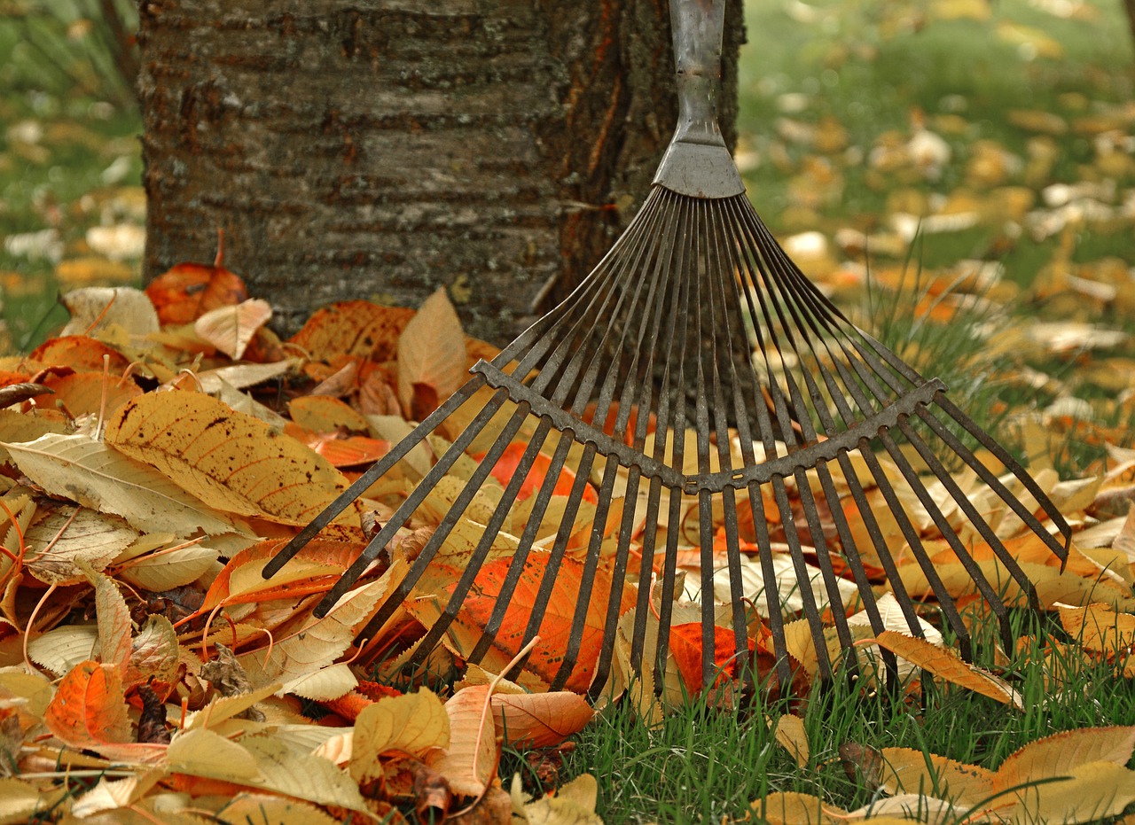 Un râteau en métal appuyé contre un arbre, entouré de feuilles d'automne tombées sur l'herbe.