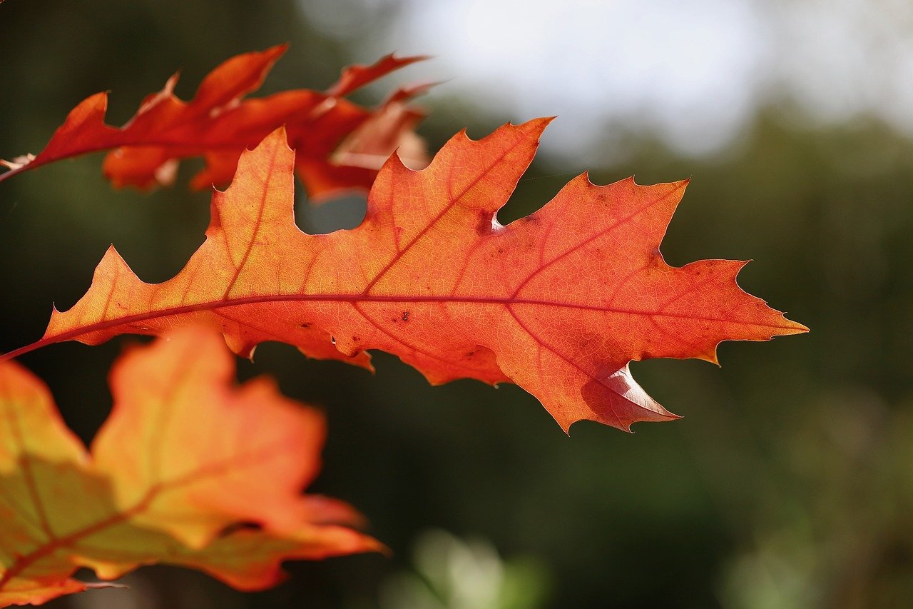 Gros plan d'une feuille de chêne rouge en automne, mettant en avant une teinte orange vif avec une silhouette nette sur un arrière-plan flou.