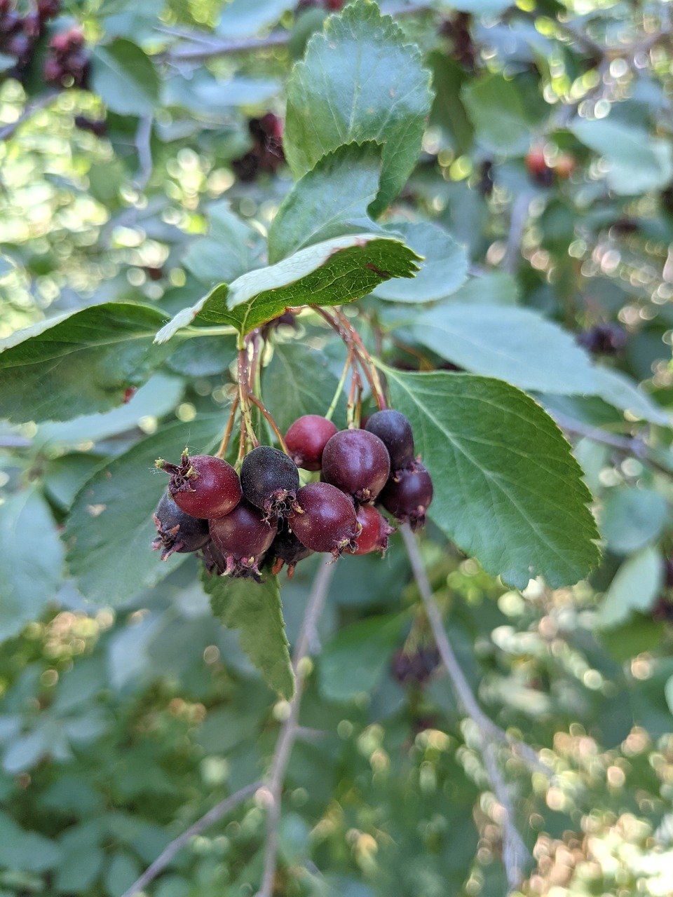 Un groupe de baies d'amélanchier mûres, aux teintes allant du rouge profond au noir pourpre, suspendues parmi des feuilles vertes dans un flou doux avec la lumière du soleil tamisée à travers.