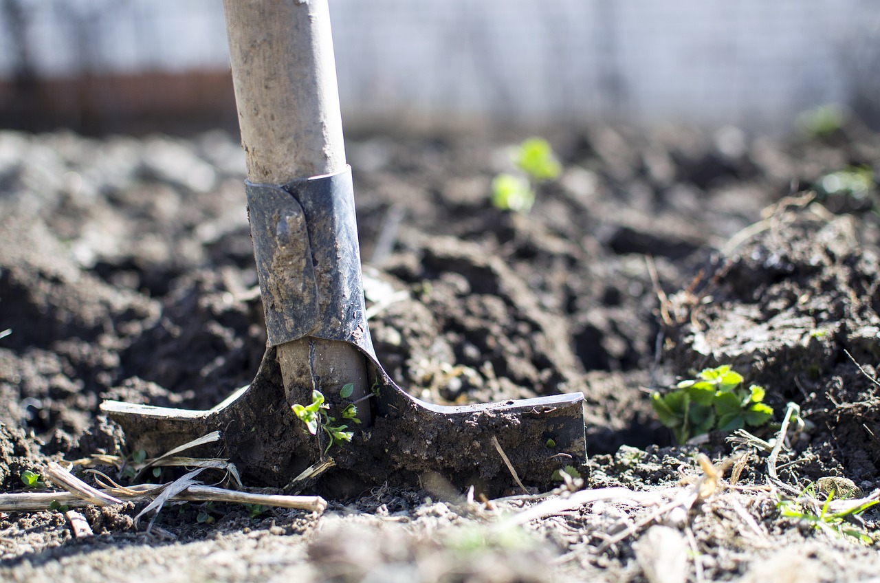 Une pelle enfoncée dans un sol fertile avec de petites plantes vertes poussant à proximité.