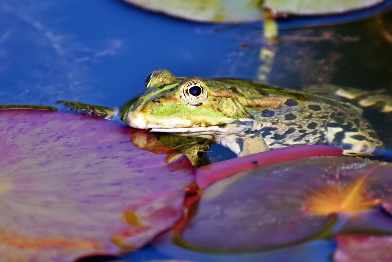 Une grenouille verte se reposant sur un nénuphar dans un étang.