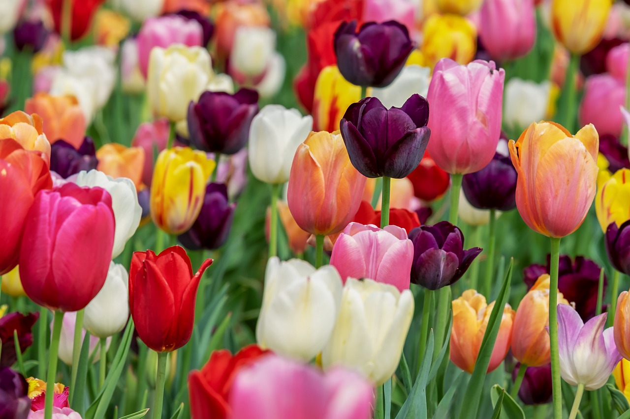 Un champ vibrant de tulipes multicolores en pleine floraison.